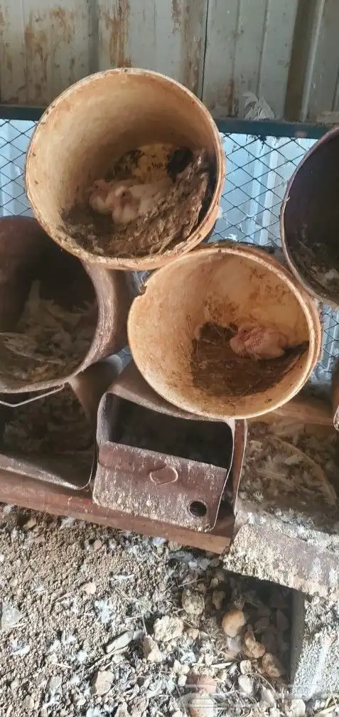 حمام فرنسي عدد 20 جوز تقريبا منتج 3