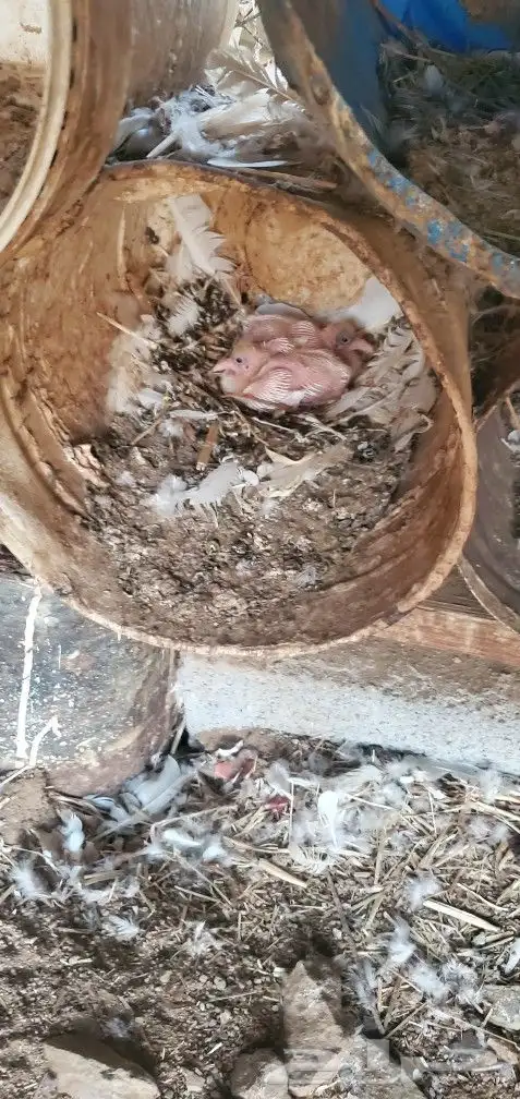 حمام فرنسي عدد 20 جوز تقريبا منتج 2