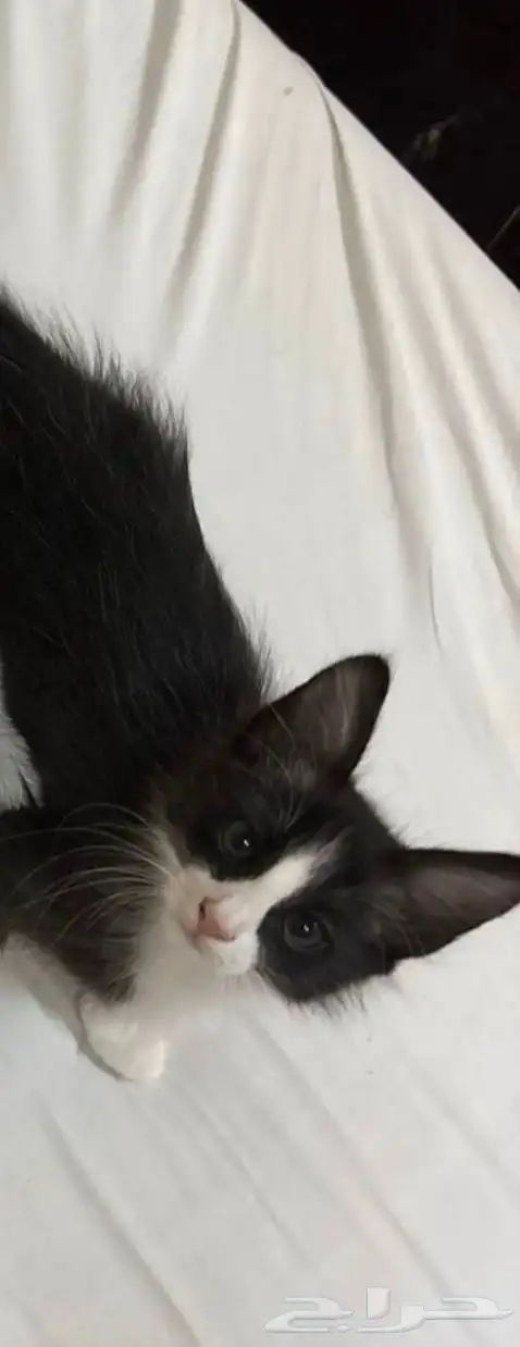 قطط ذكور لتبني 1