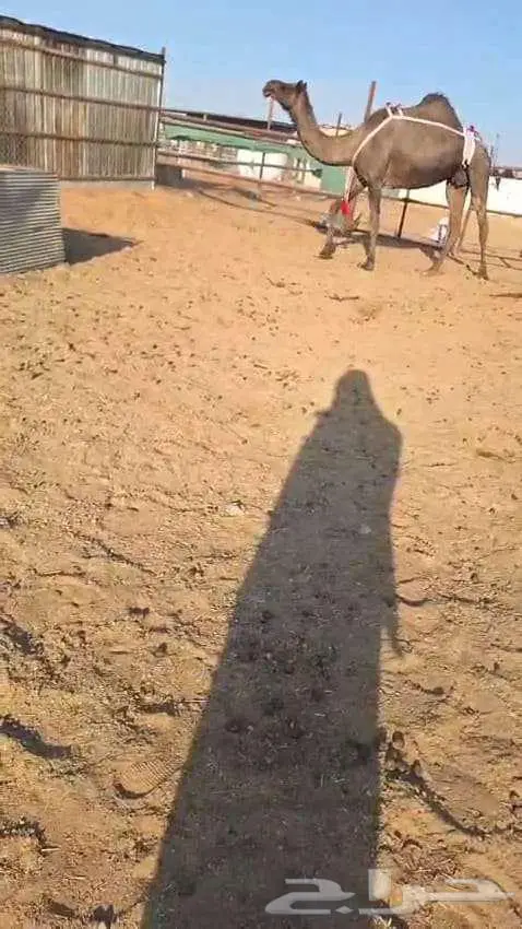 لقحه مجهم طيبه 0