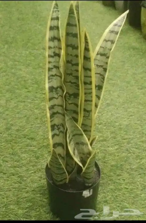 مزارع ومنسق حدائق 4