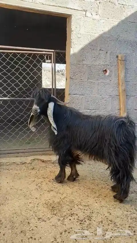 تيس فحل عارضي 1