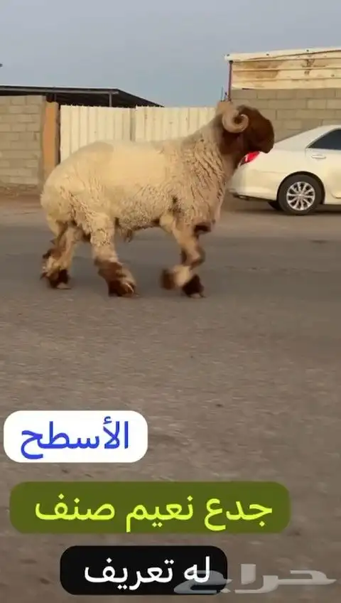 جدع نعيمي صنف لون جبار راس طرف وله تعريف للليع 0