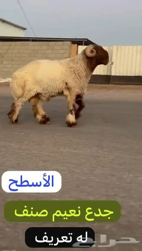 جدع نعيمي صنف لون جبار راس طرف وله تعريف للليع 6