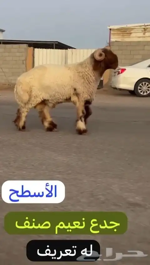 جدع نعيمي صنف لون جبار راس طرف وله تعريف للليع 3