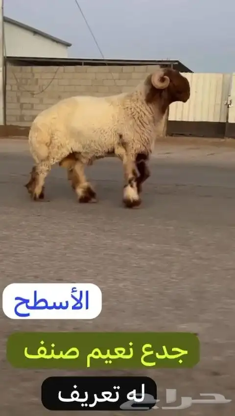 جدع نعيمي صنف لون جبار راس طرف وله تعريف للليع 1