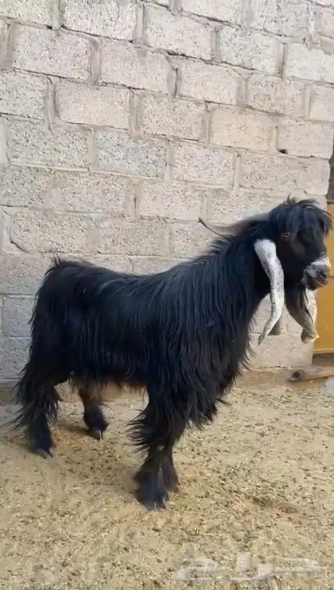 تيس فحل عارضي 0