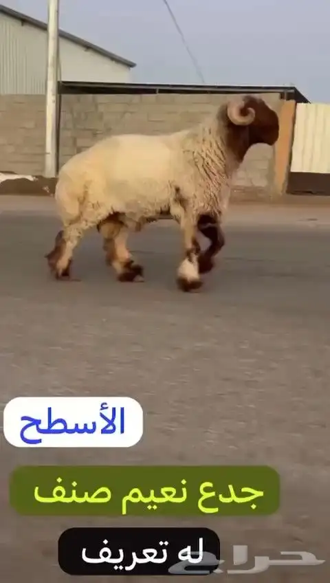 جدع نعيمي صنف لون جبار راس طرف وله تعريف للليع 7