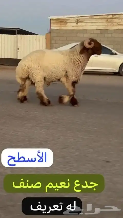 جدع نعيمي صنف لون جبار راس طرف وله تعريف للليع 2