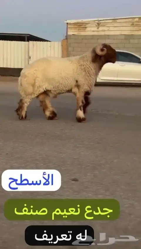 جدع نعيمي صنف لون جبار راس طرف وله تعريف للليع 5