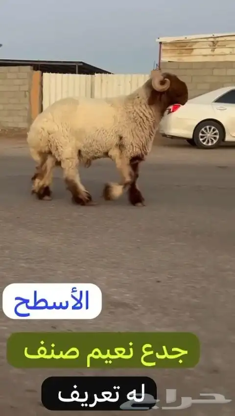 جدع نعيمي صنف لون جبار راس طرف وله تعريف للليع 4