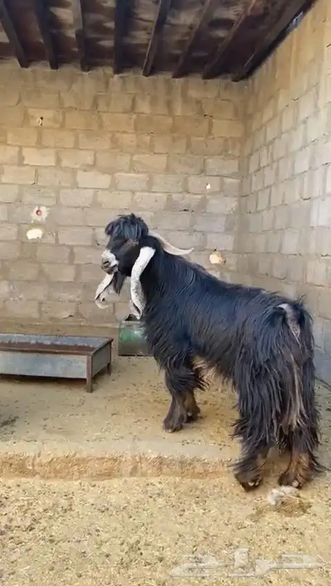 تيس فحل عارضي 2