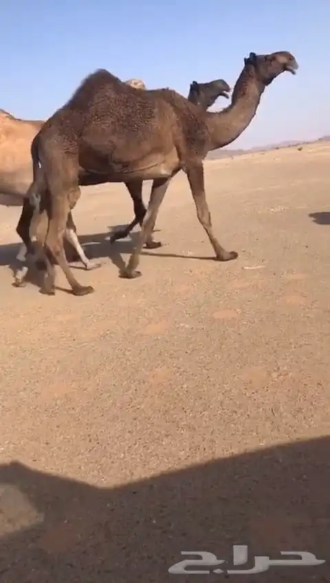 اللبيع ابل كفو. لقحات و ضرايب وعجوم 4