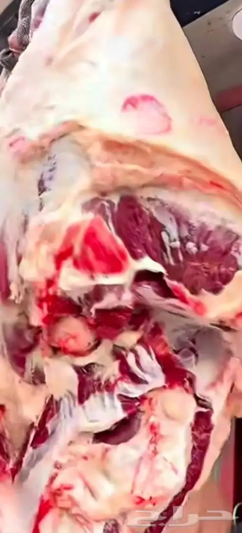 السلام عليكم معلم غزال الجزار مصري يبحث عن عمل خبر عاليه 1