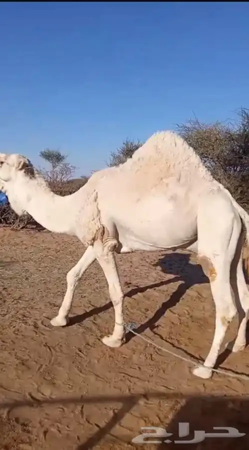 فحل اوضح مشروط القاح تو شاق نابه مشرح 0