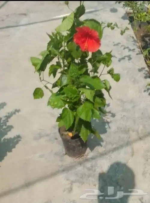 مزارع ومنسق حدائق 0