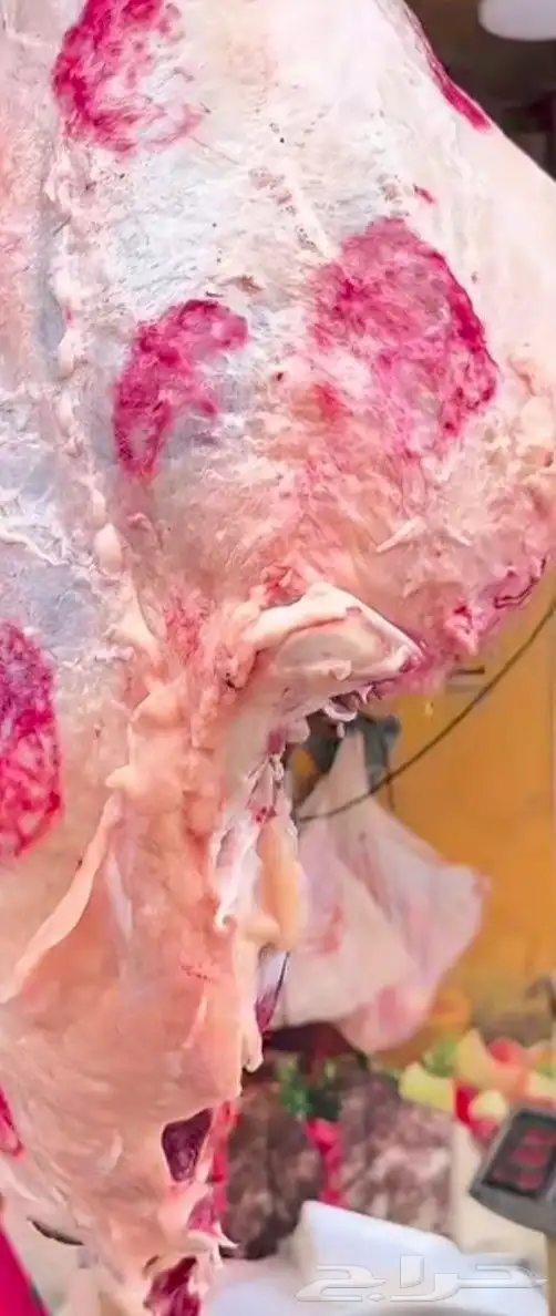 السلام عليكم معلم غزال الجزار مصري يبحث عن عمل خبر عاليه 0