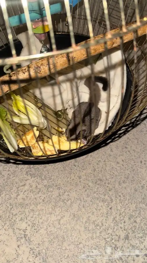 شوقر قلايدر سنجاب 1