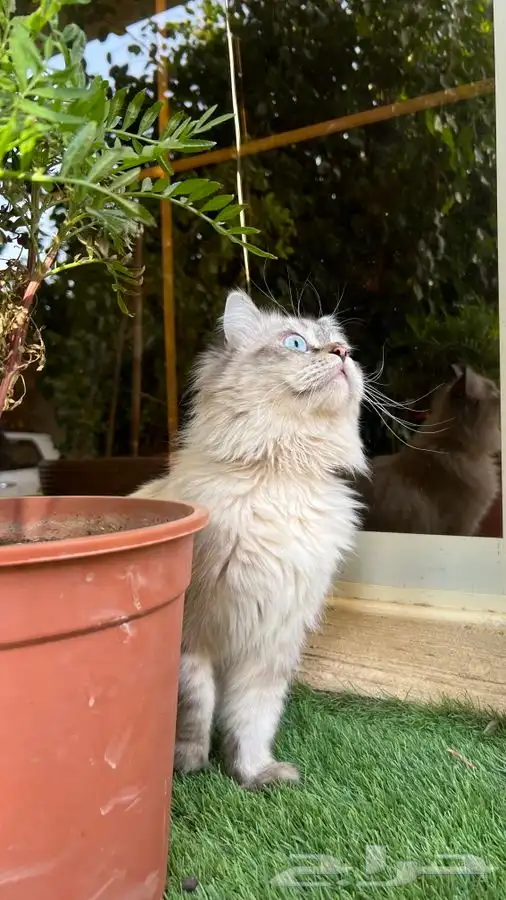 قط ذكر مفقود في الظهران 2