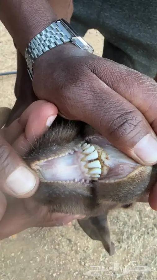 تيس بورقت عمره 9شهور وجفرتين مشاريك عارضي 0