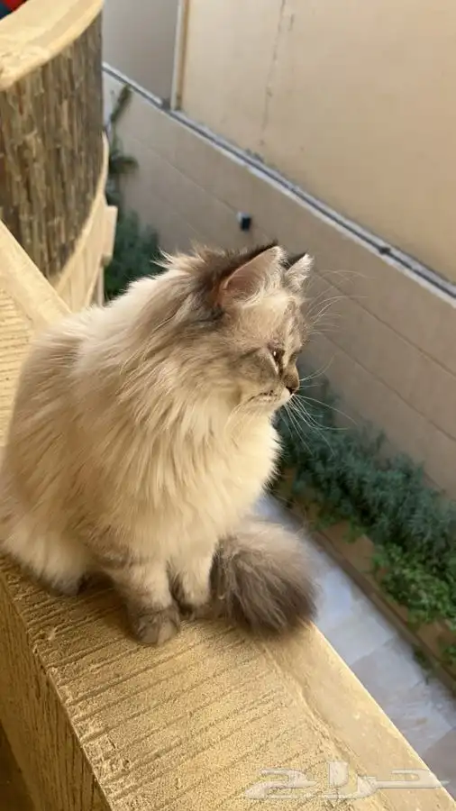 قط ذكر مفقود في الظهران 1