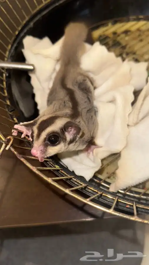 شوقر قلايدر سنجاب 2