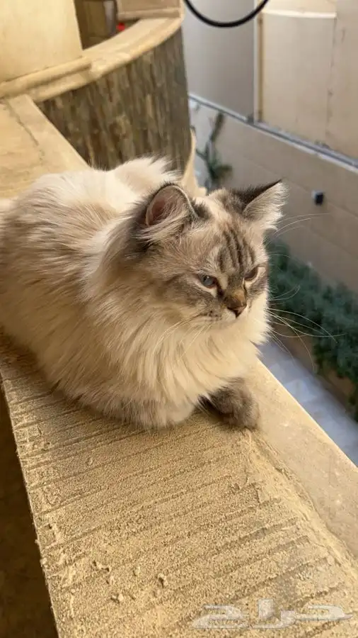 قط ذكر مفقود في الظهران 0