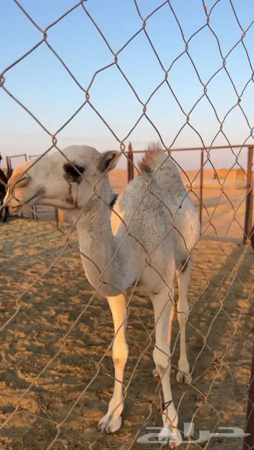 بكره للبيع 0