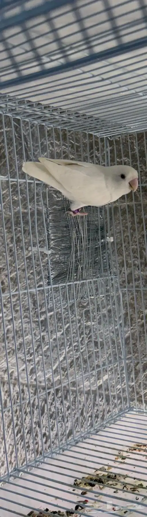 انثى البينو 0