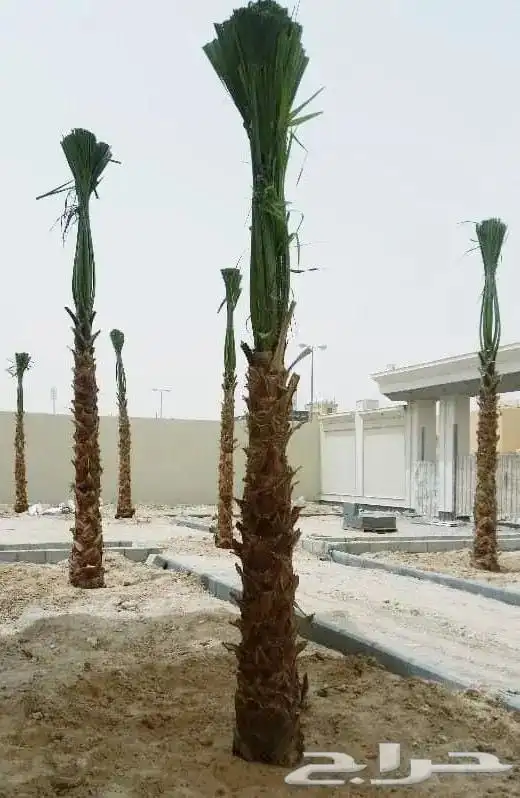 النخل الواشنطني الزينه 4