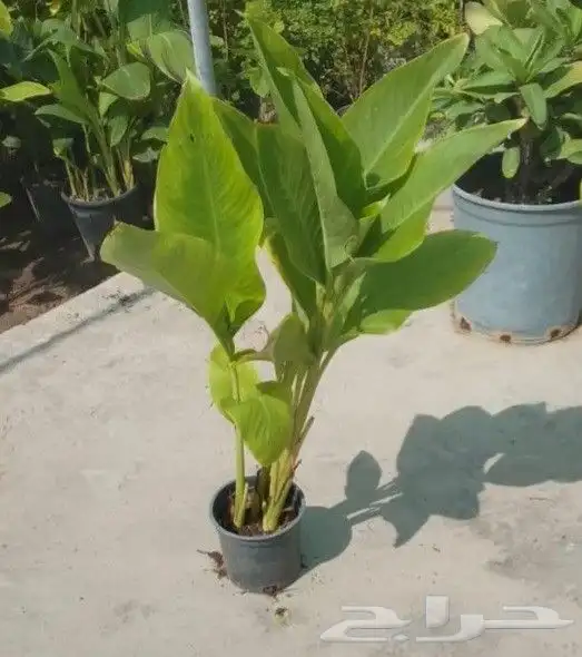 مزارع ومنسق حدائق 6