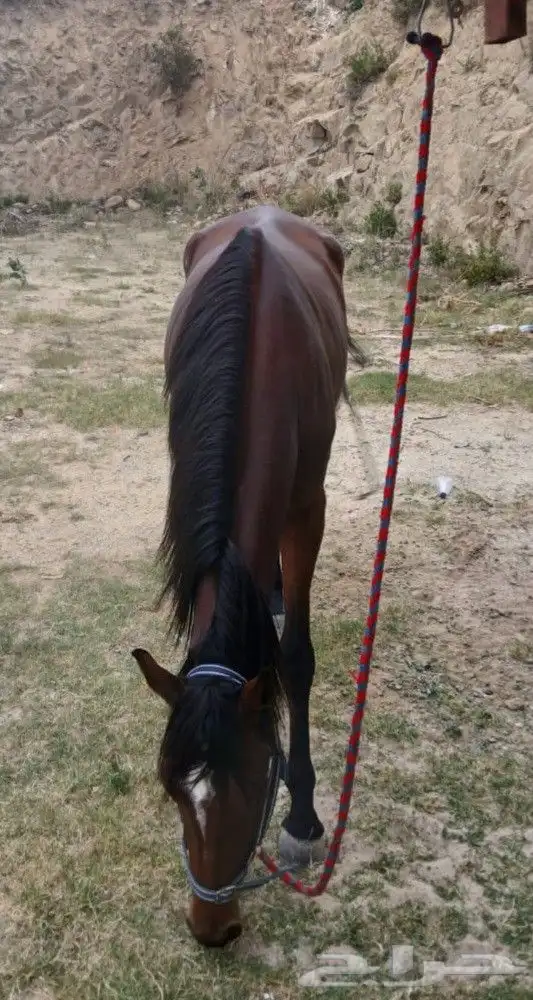 فرس ومهرها ما شاء الله من الخيول الهاديه و الوليفه 0