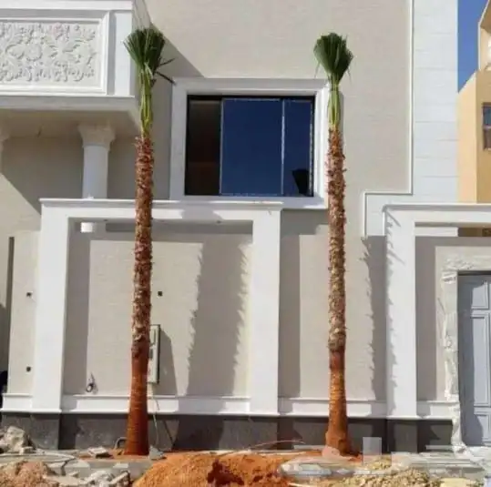 نخل واشنطني زينه جميع المقاسات وتنسيق الحدايق وقص الشجار وتك 8