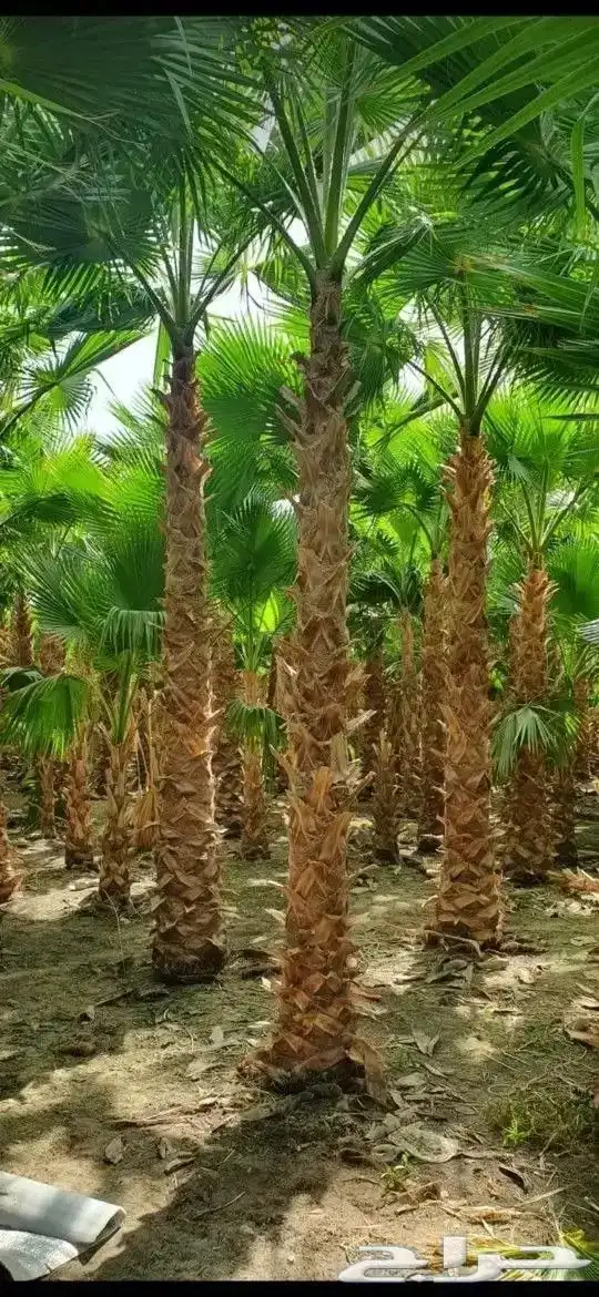 النخل الواشنطني الزينه 6