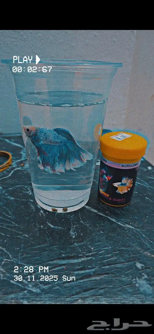 سمكة مجانا 0