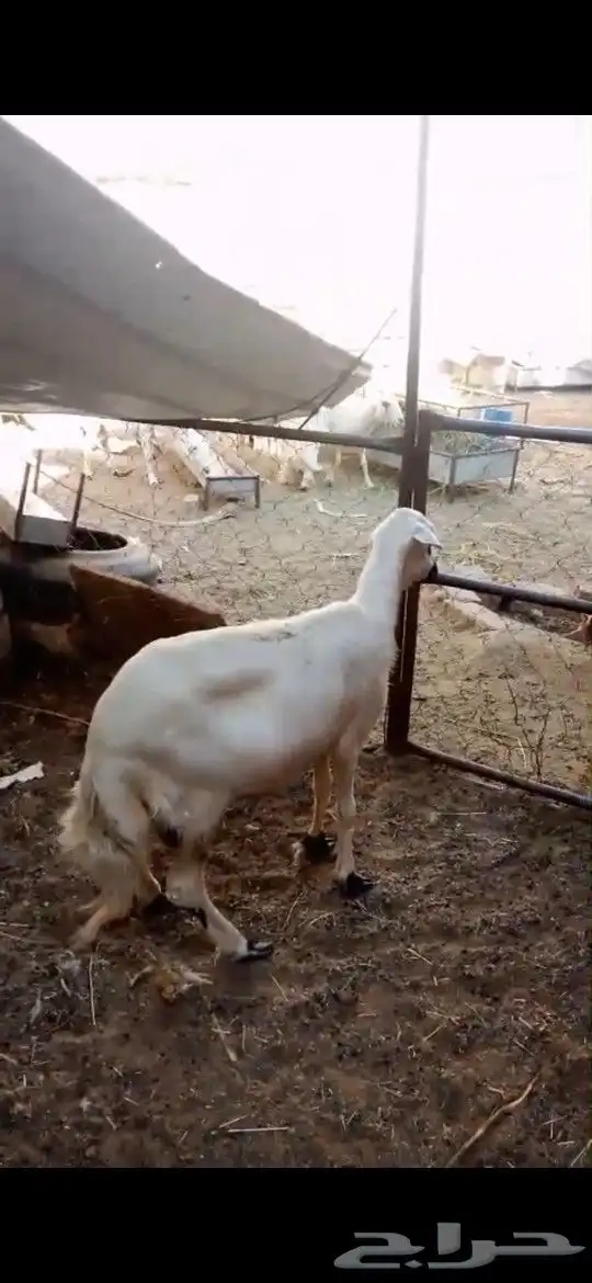 نعجه للبيع 0