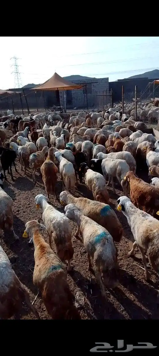 كباش رفيدي 500 راس للتواصل 3