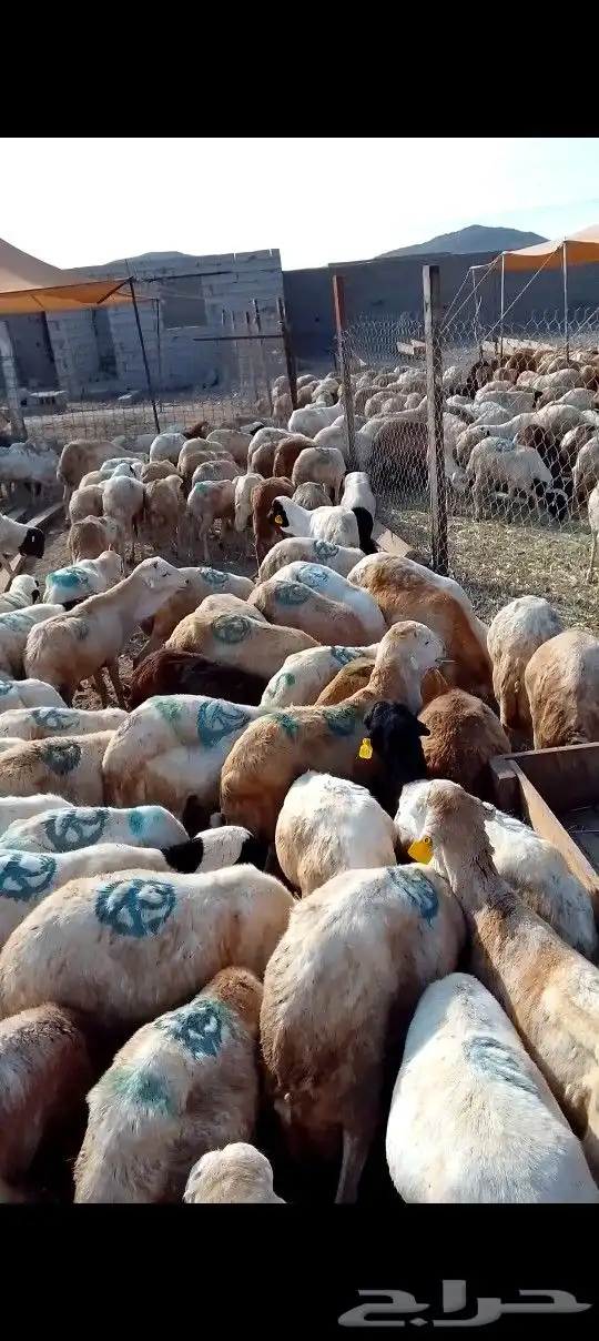 كباش رفيدي 500 راس للتواصل 1