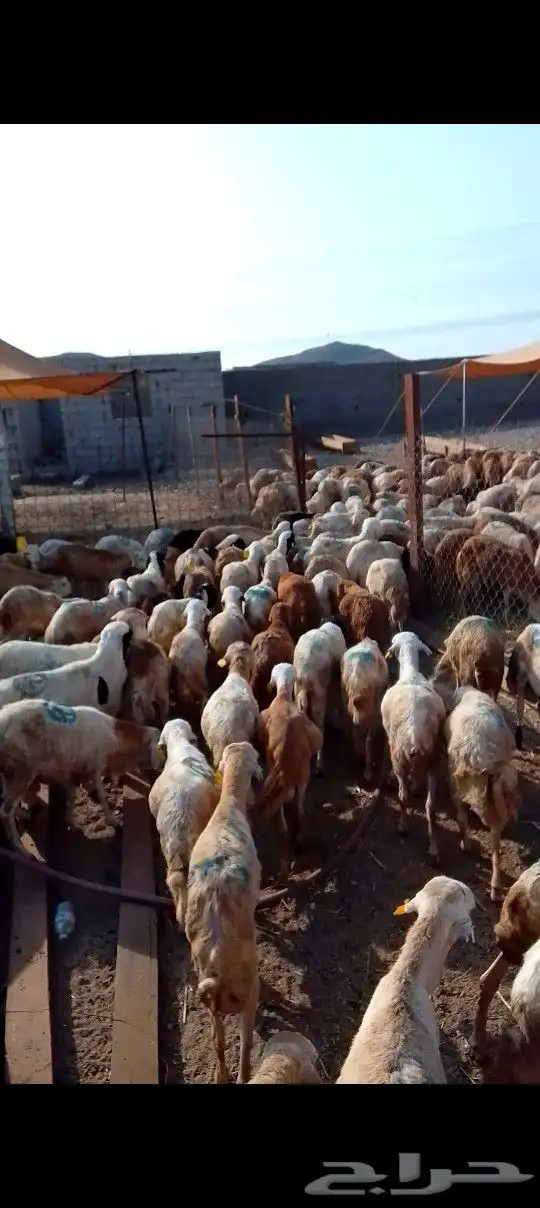 كباش رفيدي 500 راس للتواصل 2