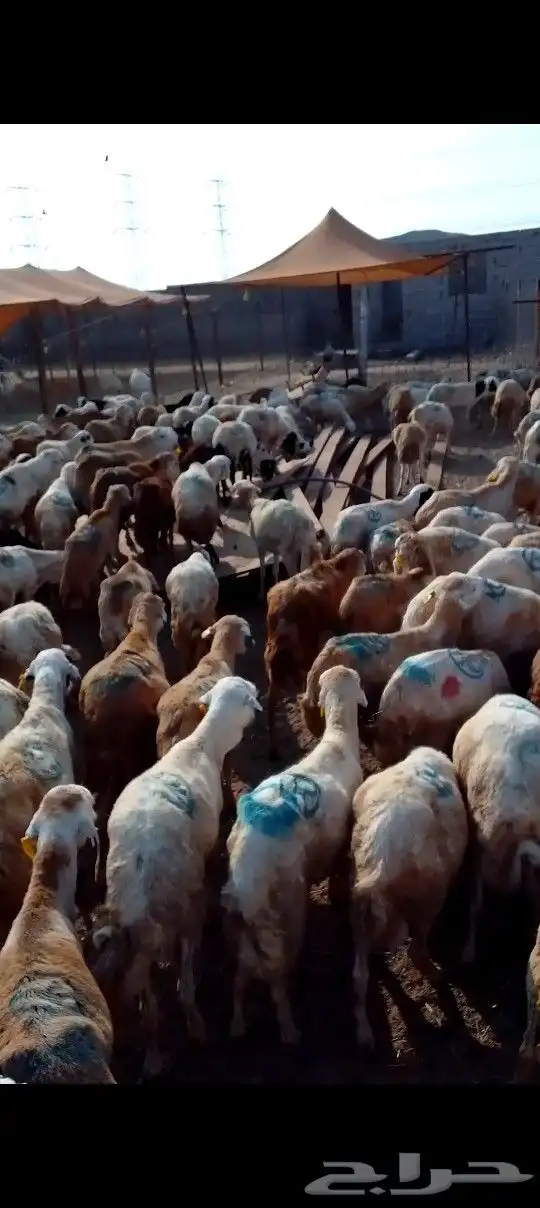 كباش رفيدي 500 راس للتواصل 0