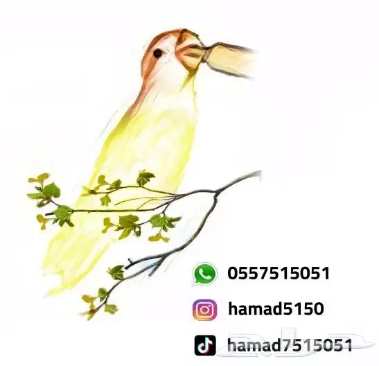 فرخ سنغالي يويو (((تم البيع))) 3