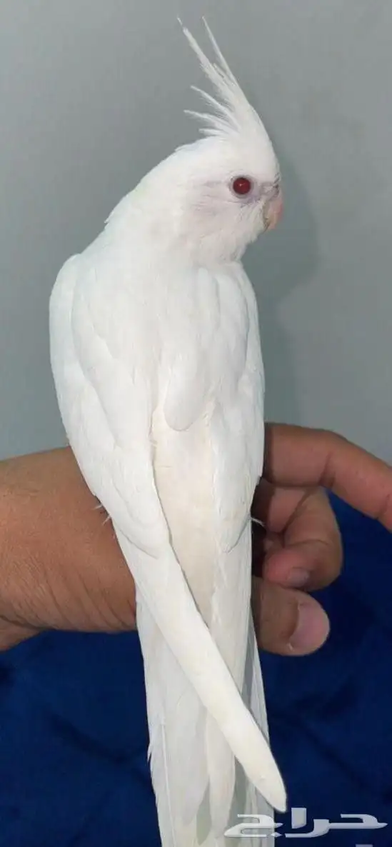 كروان البينو طفره نادر ابيض عيون حمراء مغرد 0