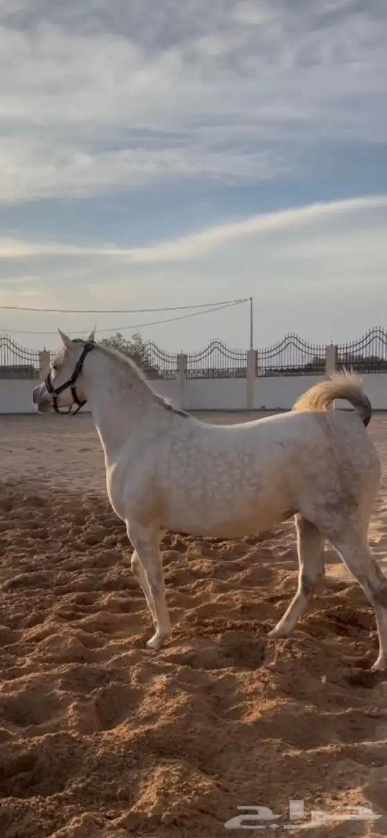 فرس شعبيه تنافس الواهو 0