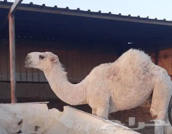 قعود للبيع 0