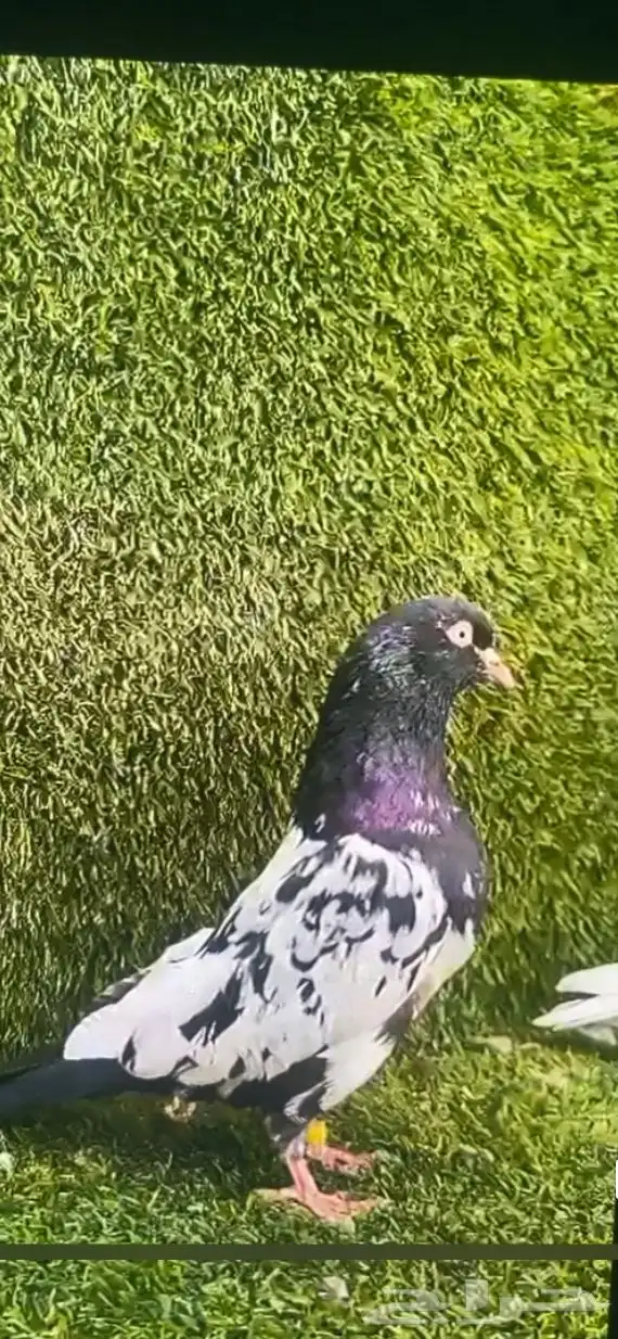 حمام باكستاني فاخر اساسا  من برع شروره طيورا مستويات 1