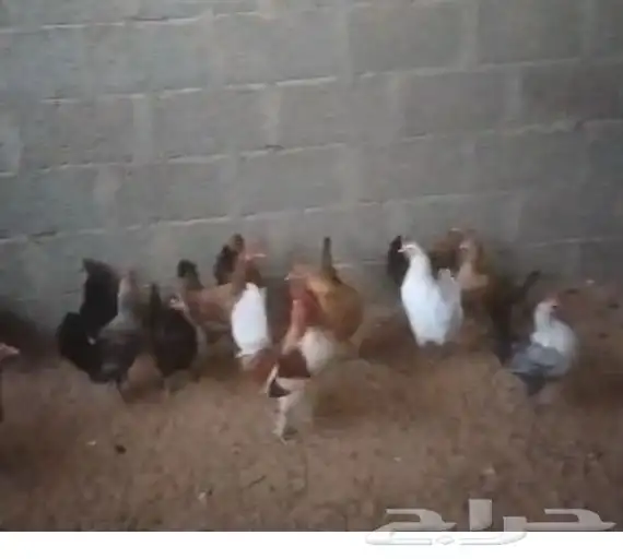دجاج بلدي 0