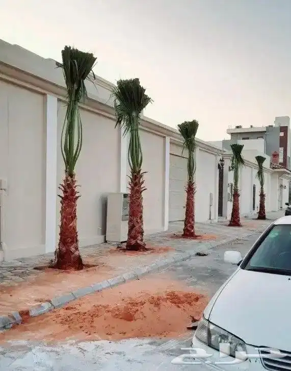 النخل الواشنطني الزينه 5