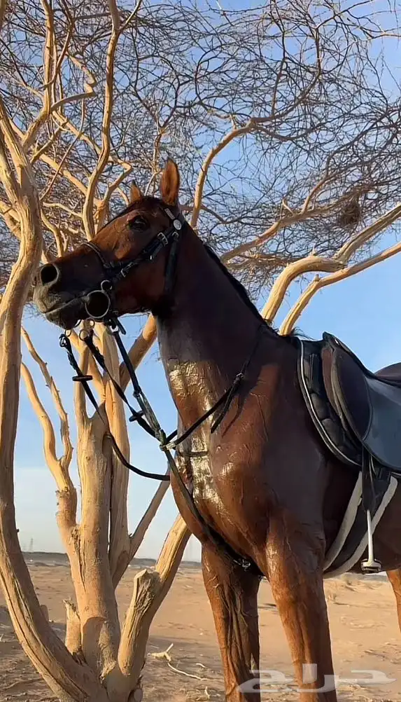 فرس مع مهرها 1