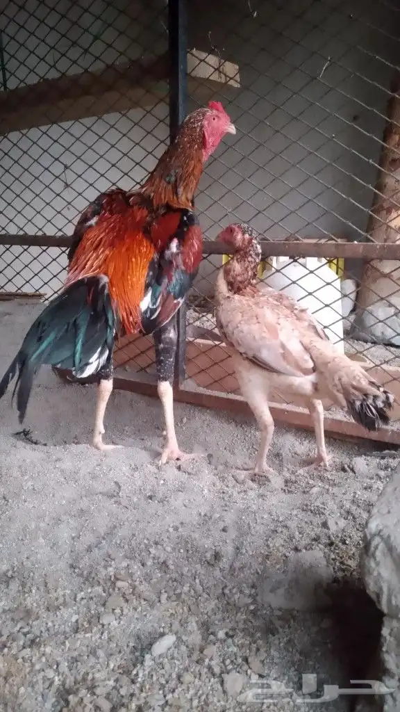 دجاجه سندي مع اثنين صوص 3