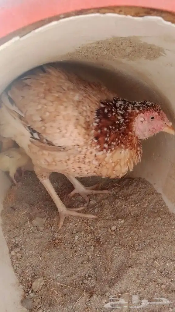 دجاجه سندي مع اثنين صوص 1